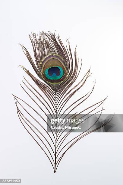 peacock feather - peacock fotografías e imágenes de stock