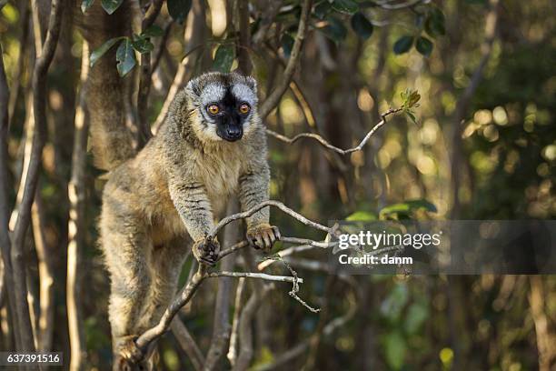 lemur in their natural habitat, madagascar. - madagaskar stock pictures, royalty-free photos & images