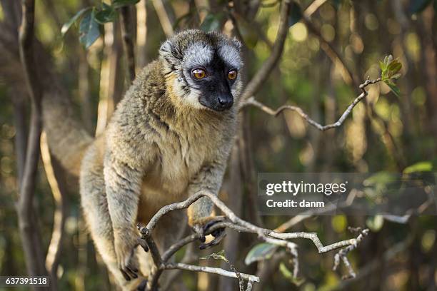 lemur in their natural habitat, madagascar. - madagaskar stock pictures, royalty-free photos & images