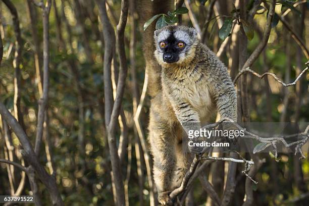 lemur in their natural habitat, madagascar. - madagaskar stock pictures, royalty-free photos & images