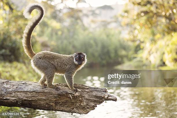 lemur in their natural habitat, madagascar. - madagaskar stock pictures, royalty-free photos & images