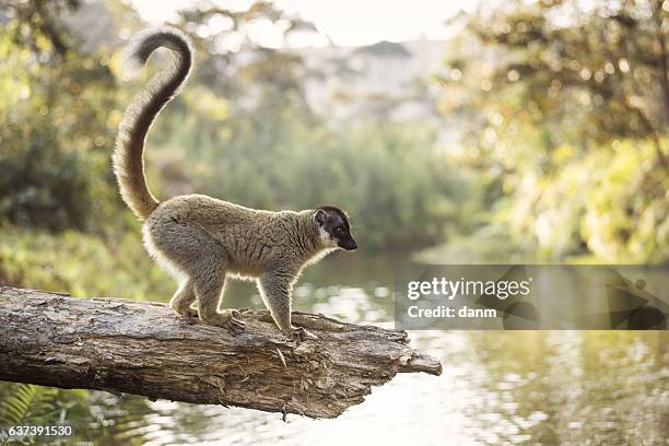 lemur in their natural habitat, madagascar. - madagaskar stock pictures, royalty-free photos & images