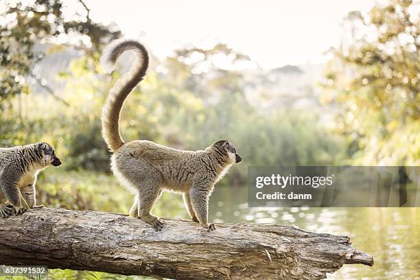 lemur in their natural habitat, madagascar. - madagaskar stock pictures, royalty-free photos & images