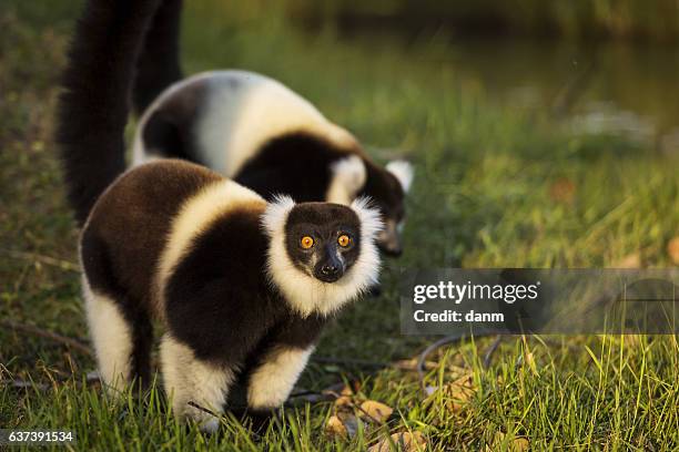 lemur in their natural habitat, madagascar. - madagaskar stock pictures, royalty-free photos & images