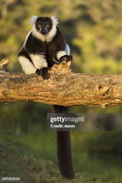 lemur in their natural habitat, madagascar. - madagaskar stock pictures, royalty-free photos & images