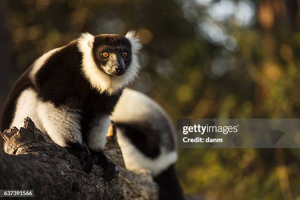 lemur in their natural habitat, madagascar. - madagaskar stock pictures, royalty-free photos & images