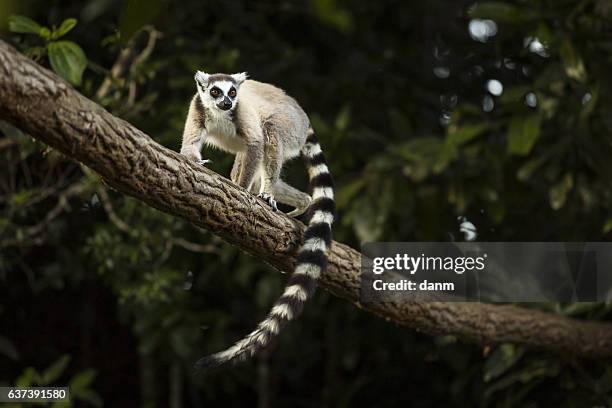 lemur in their natural habitat, madagascar. - lemur stock-fotos und bilder