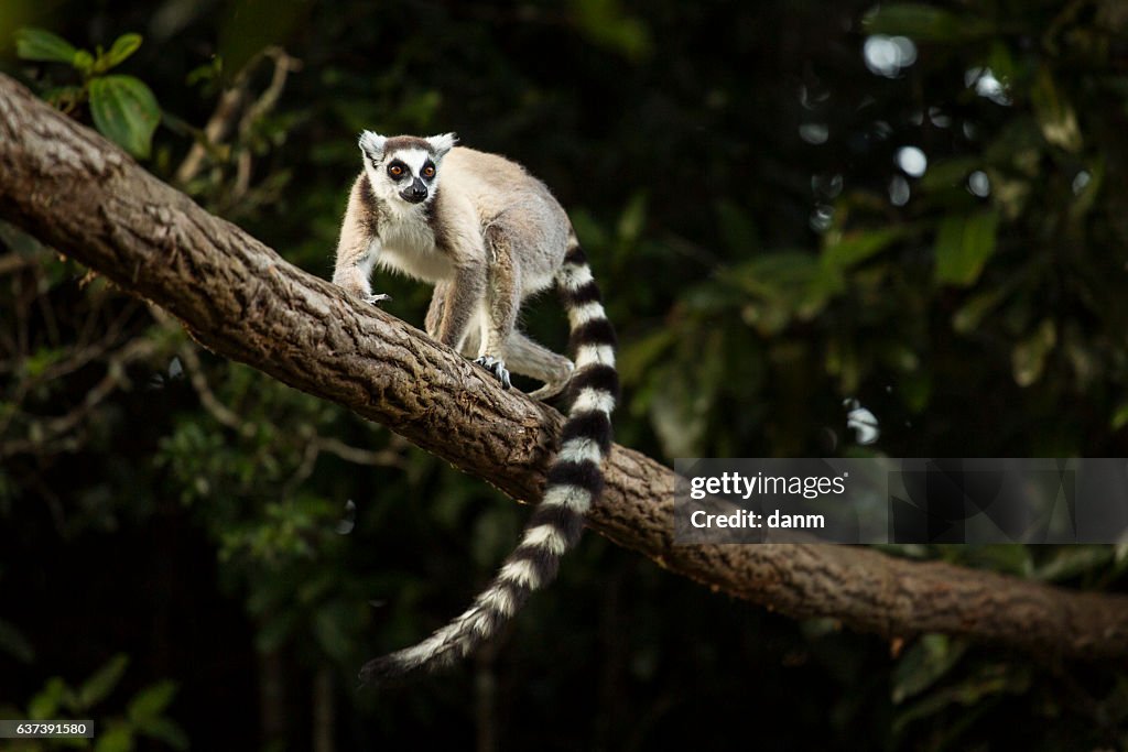 Lemur in their natural habitat, Madagascar.