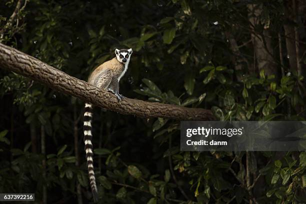 lemur in their natural habitat, madagascar. - madagaskar stock pictures, royalty-free photos & images