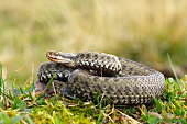 common viper basking on meadow