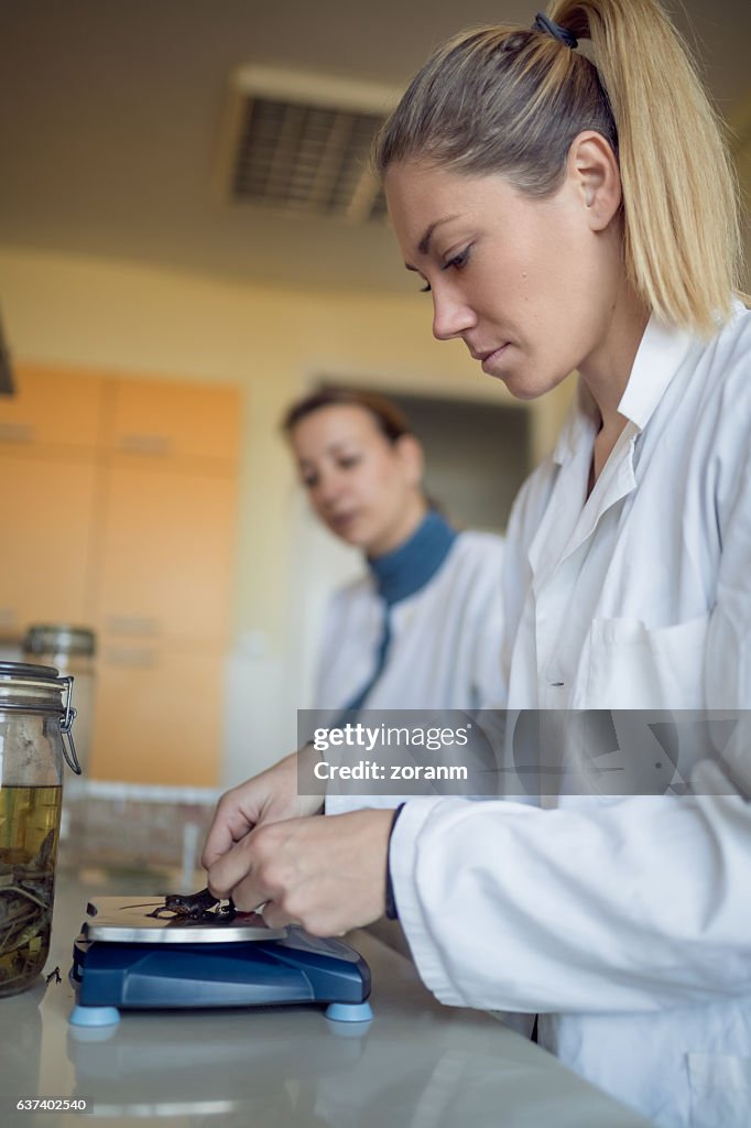 Biologist measuring newt specimen