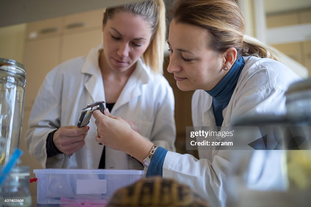 Biologist measuring newt specimen