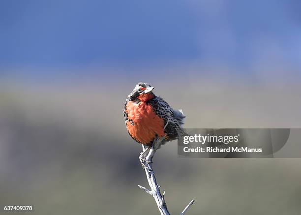 long-tailed meadow lark  in torres del paine, chile. - puerto natales stock pictures, royalty-free photos & images