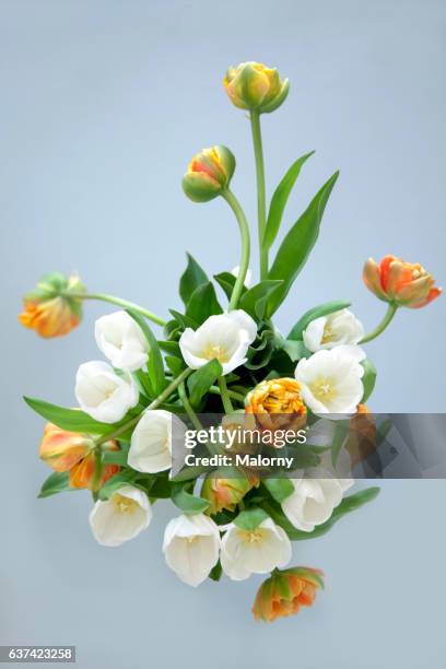 white and orange tulips in front of white background. still life. - blumenstrauß stock-fotos und bilder