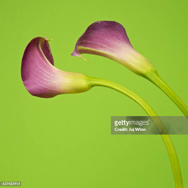 Calla Lily Photos and Premium High Res Pictures - Getty Images