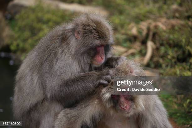 japanese macaques grooming - grooming fotografías e imágenes de stock