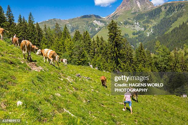 almauftrieb in den alpen - transhumance stock pictures, royalty-free photos & images