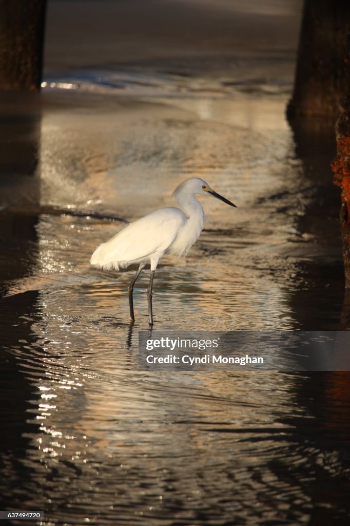 Snowy Egret Beneath Pier