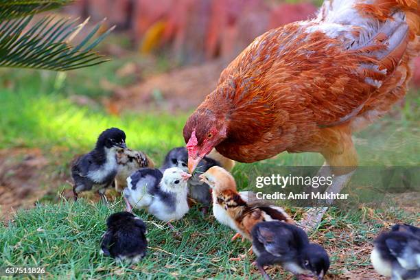 mother hen and its chicks - young bird stock pictures, royalty-free photos & images