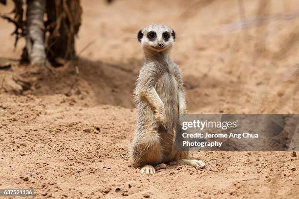 meerkat - suricate photos et images de collection