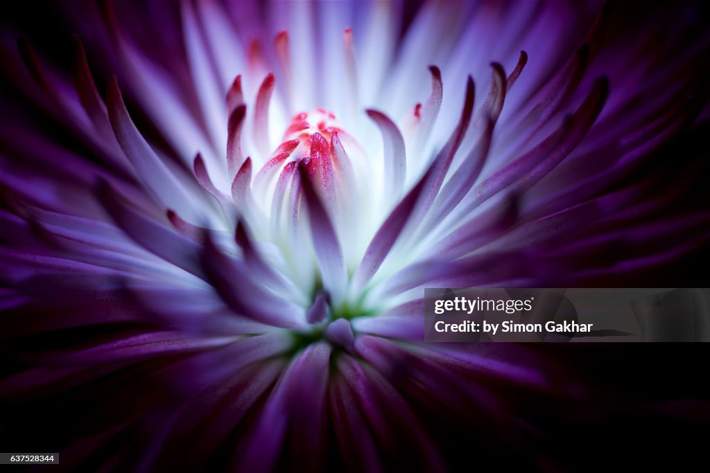 Stunning Close up of a Purple Flower