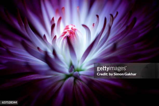 stunning close up of a purple flower - macro photography plants stock pictures, royalty-free photos & images