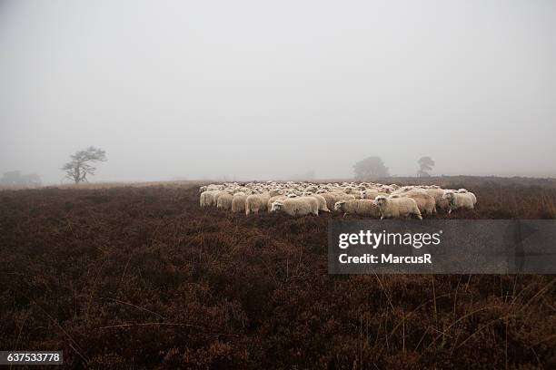 a circle of sheep - veluwe stock-fotos und bilder