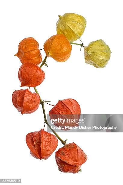 physalis franchetii - lanterna cinese foto e immagini stock