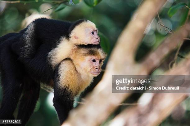 white-faced capuchin - white throated capuchin monkey stockfoto's en -beelden