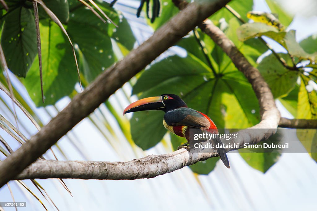 Fiery-billed Aracari