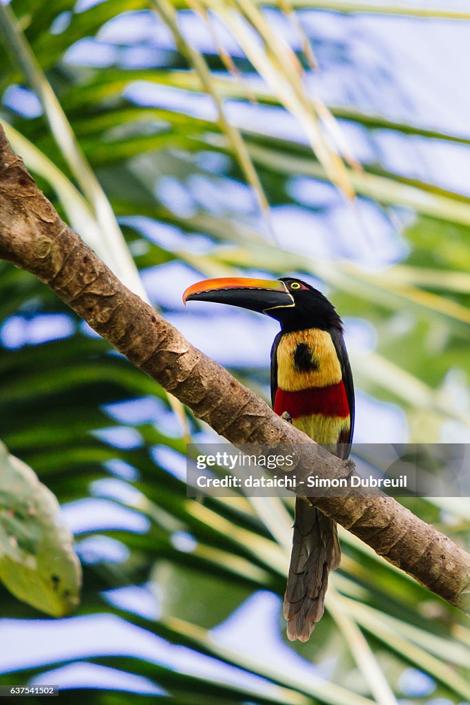 Fiery-billed Aracari