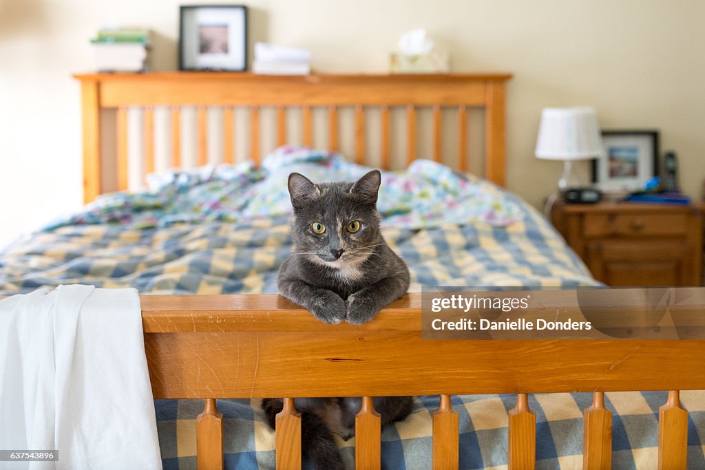 Dilute tortie cat sitting at the foot of a bed