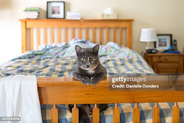 dilute tortie cat sitting at the foot of a bed - danielle donders stock pictures, royalty-free photos & images