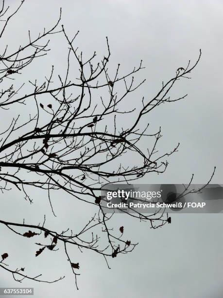 silhouette of birds perching on tree - patrycia schweiß stock pictures, royalty-free photos & images