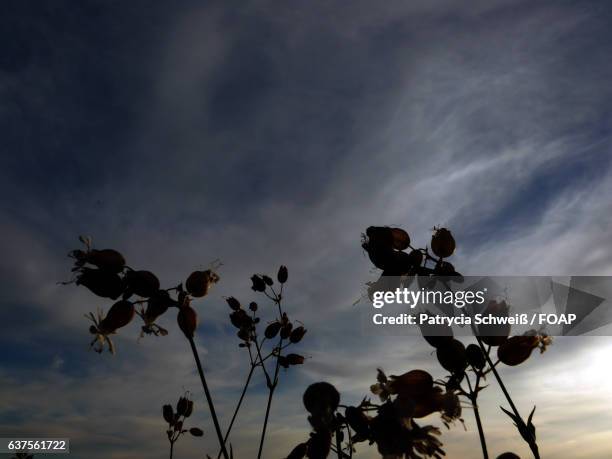 silhouette of flower against a cloudy sky - patrycia schweiß stock pictures, royalty-free photos & images
