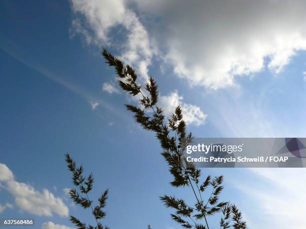 close-up of plant against cloudy sky - patrycia schweiß stock pictures, royalty-free photos & images