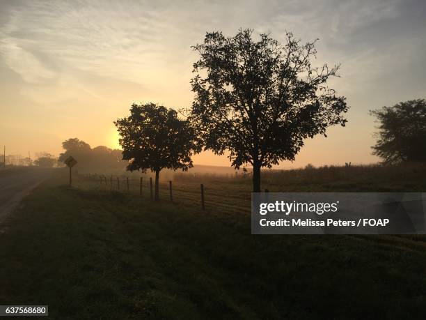 view of grassland at sunrise - melissa dawn foto e immagini stock