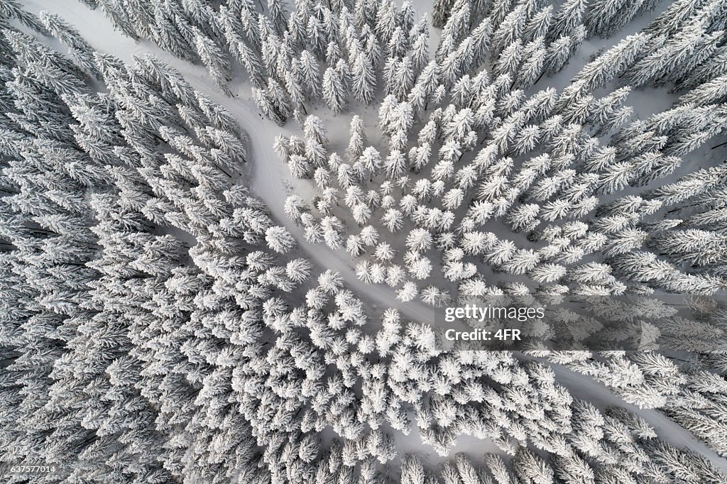 Sendero de nieve que conduce a través del bosque de invierno, vista de pájaro