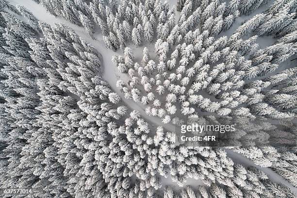 snow trail leading through winter forest, bird's-eye view - pine tree stock pictures, royalty-free photos & images