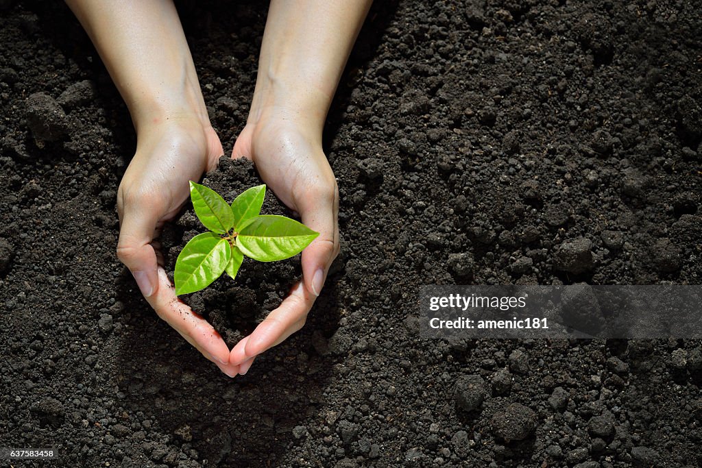 Hands holding and caring a green young plant