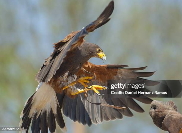 harris's hawk landing on a falconer hand - harris hawk stock pictures, royalty-free photos & images