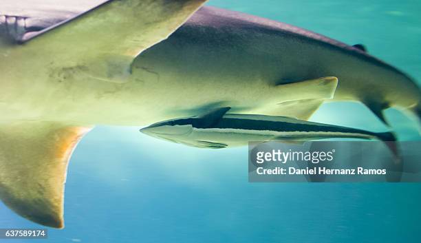 common remora close up and a grey reef shark. remora remora - remora fish stock pictures, royalty-free photos & images
