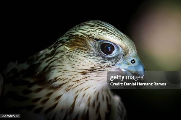 saker falcon head close up. falco cherrug - saker falcon falco cherrug stock pictures, royalty-free photos & images