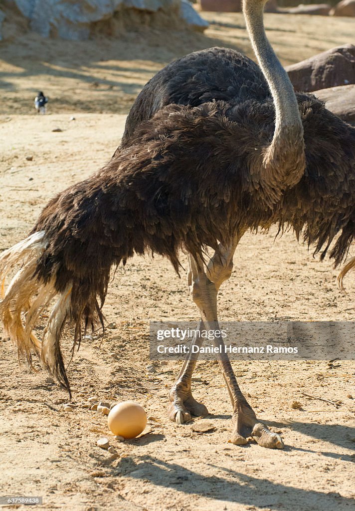 Ostrich and his egg. Struthio camels