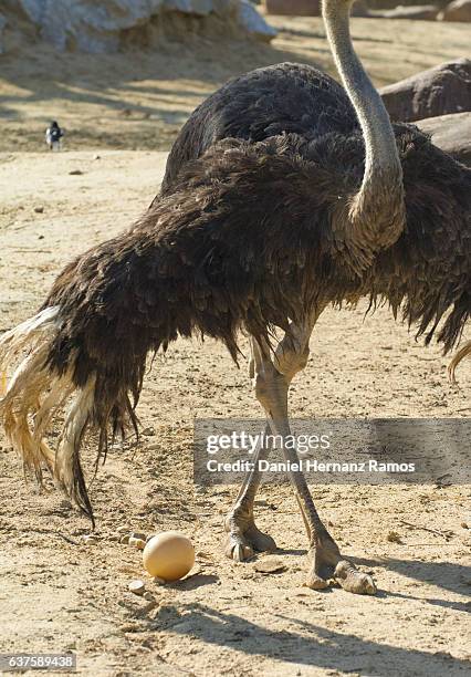 ostrich and his egg. struthio camels - animal limb stock pictures, royalty-free photos & images