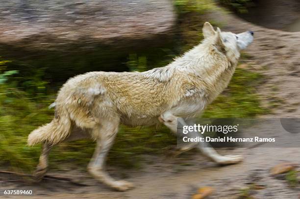 Wolves Running Playing White Wolves Running Photos and Premium High Res Pictures - Getty Images