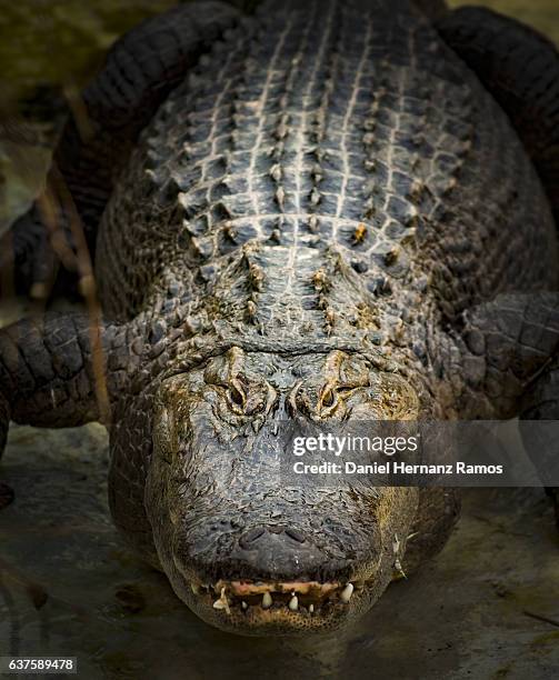 caiman head shot looking at camera close up - canine teeth stock pictures, royalty-free photos & images
