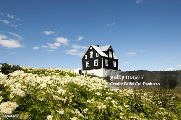 wild flowers and black wooden house at hrísey island in northeastern region of iceland - cultura islandesa fotografías e imágenes de stock