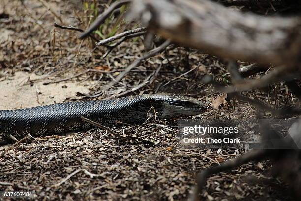 blue tongue lizard, narrawallee beach, nsw. - blue tongue lizard stock pictures, royalty-free photos & images