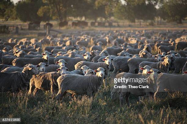 sheep, central western new south wales - merino sheep stock pictures, royalty-free photos & images